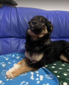 Eddie a black and tan Romanian rescue dog | 1 Dog at a Time Rescue UK