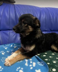 Eddie a black and tan Romanian rescue dog | 1 Dog at a Time Rescue UK