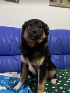 Eddie a black and tan Romanian rescue dog | 1 Dog at a Time Rescue UK