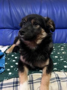 Eddie a black and tan Romanian rescue dog | 1 Dog at a Time Rescue UK