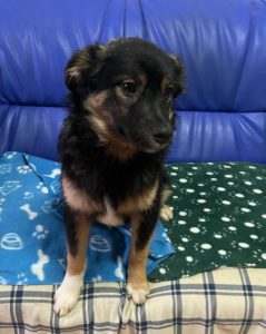 Eddie a black and tan Romanian rescue dog | 1 Dog at a Time Rescue UK