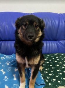Eddie a black and tan Romanian rescue dog | 1 Dog at a Time Rescue UK