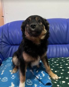 Eddie a black and tan Romanian rescue dog | 1 Dog at a Time Rescue UK