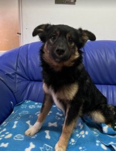 Eddie a black and tan Romanian rescue dog | 1 Dog at a Time Rescue UK