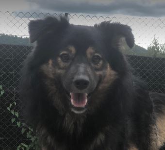 Eddie a black and tan romanian rescue dog | 1 dog at a time rescue uk