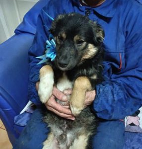 Eddie a black and tan romanian rescue dog | 1 dog at a time rescue uk