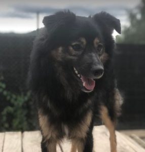 Eddie a black and tan romanian rescue dog | 1 dog at a time rescue uk