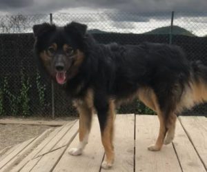 Eddie a black and tan romanian rescue dog | 1 dog at a time rescue uk