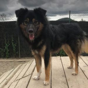 Eddie a black and tan romanian rescue dog | 1 dog at a time rescue uk