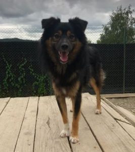 Eddie a black and tan romanian rescue dog | 1 dog at a time rescue uk