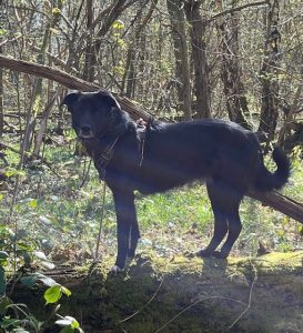 Ella Black Romanian rescue dog_1 Dog at a Time Rescue UK