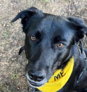 Oana a black Romanian rescue dog | 1 Dog at a Time Rescue UK