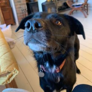 Oana a black Romanian rescue dog | 1 Dog at a Time Rescue UK