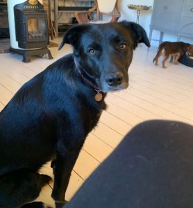 Oana a black Romanian rescue dog | 1 Dog at a Time Rescue UK