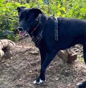 Oana a black Romanian rescue dog | 1 Dog at a Time Rescue UK