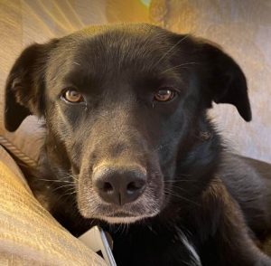 Ella a black Romanian rescue dog | 1 Dog at a Time Rescue UK