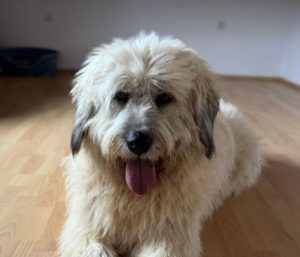 Gemma a cream rescue dog | 1 dog at a time rescue UK