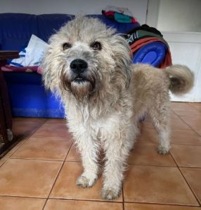 Gemma a faun coloured Romanian rescue dog | 1 Dog at a Time Rescue UK