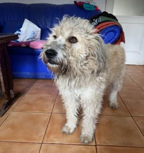 Gemma a faun coloured Romanian rescue dog | 1 Dog at a Time Rescue UK