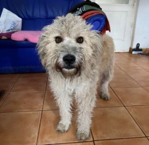 Gemma a faun coloured Romanian rescue dog | 1 Dog at a Time Rescue UK