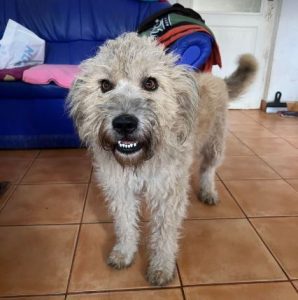 Gemma a faun coloured Romanian rescue dog | 1 Dog at a Time Rescue UK