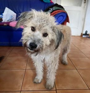 Gemma a faun coloured Romanian rescue dog | 1 Dog at a Time Rescue UK