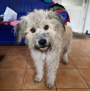 Gemma a faun coloured Romanian rescue dog | 1 Dog at a Time Rescue UK