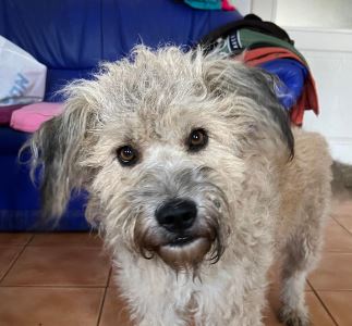 Gemma a faun coloured Romanian rescue dog | 1 Dog at a Time Rescue UK