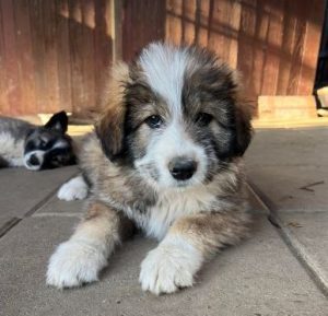 Georgia a grey and white romanian rescue dog | 1 dog at a time rescue uk