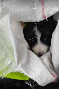 Herbie a black and white Romanian rescue dog | 1 Dog at a Time Rescue UK