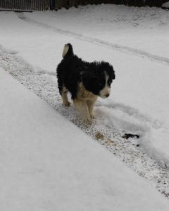 Herbie a black and white Romanian rescue dog | 1 Dog at a Time Rescue UK