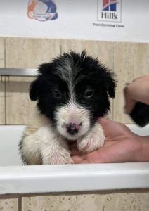 Herbie a black and white Romanian rescue dog | 1 Dog at a Time Rescue UK