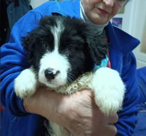 Herbie a black and white Romanian rescue dog | 1 Dog at a Time Rescue UK