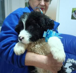 Herbie a black and white Romanian rescue dog | 1 Dog at a Time Rescue UK