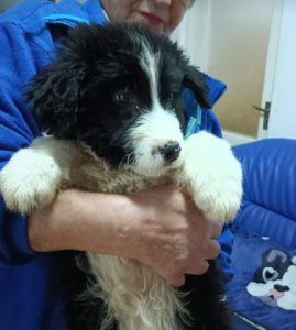 Herbie a black and white Romanian rescue dog | 1 Dog at a Time Rescue UK