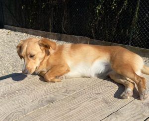 Jenna a faun Romanian rescue dog | 1 Dog at a Time Rescue UK