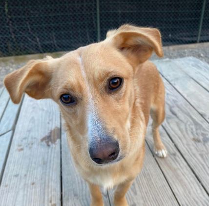 Jenna a tan romanian rescue dog 3_1 dog at a time rescue uk Jenna a faun Romanian rescue dog | 1 Dog at a Time Rescue UK