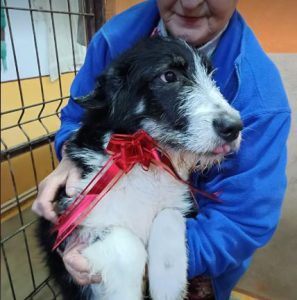 Jessica a black and white Romanian rescue dog | 1 Dog at a Time Rescue UK