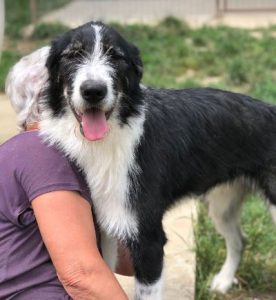 Jessica a black and white Romanian rescue dog | 1 Dog at a Time Rescue UK