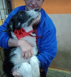 Jessica a black and white Romanian rescue dog | 1 Dog at a Time Rescue UK