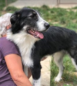 Jessica a black and white Romanian rescue dog | 1 Dog at a Time Rescue UK