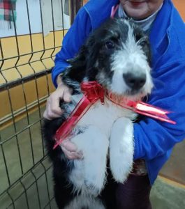 Jessica a black and white Romanian rescue dog | 1 Dog at a Time Rescue UK