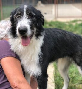 Jessica a black and white Romanian rescue dog | 1 Dog at a Time Rescue UK