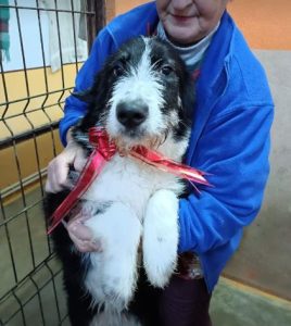 Jessica a black and white Romanian rescue dog | 1 Dog at a Time Rescue UK