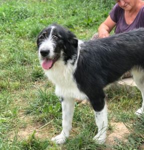 Jessica a black and white Romanian rescue dog | 1 Dog at a Time Rescue UK