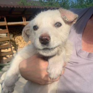 Leila a white romanian rescue dog | 1 dog at a time rescue uk