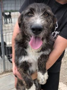 Libby a brown and white Romanian rescue dog | 1 Dog at a Time Rescue UK