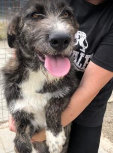 Libby a brown and white Romanian rescue dog | 1 Dog at a Time Rescue UK