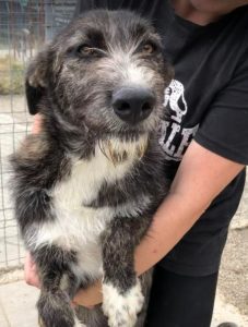 Libby a brown and white Romanian rescue dog | 1 Dog at a Time Rescue UK