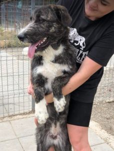 Libby a brown and white Romanian rescue dog | 1 Dog at a Time Rescue UK